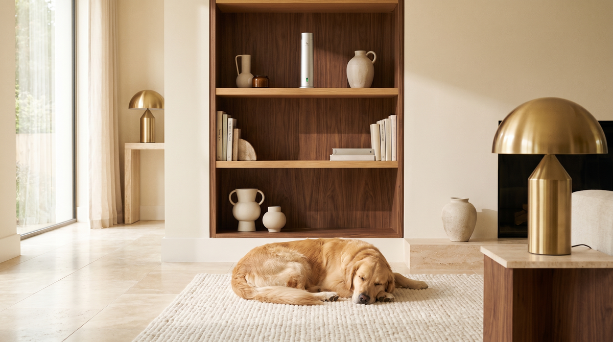 Pure One diffuser in Matte Silver hoog op een boekenplank, terwijl een golden retriever eronder op het kleed slaapt